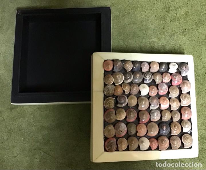 Antig&uuml;edades: JOYERO CON HUESO Y CARACOLAS - Foto 3