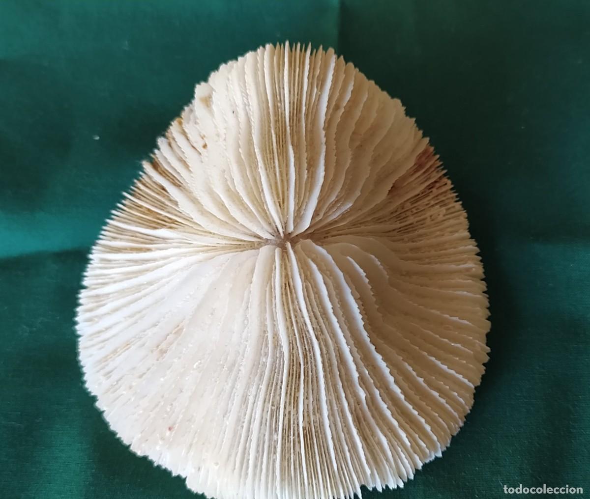 Antig&uuml;edades: Esqueleto de coral natural - Foto 1