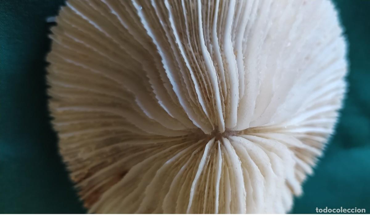 Antig&uuml;edades: Esqueleto de coral natural - Foto 2