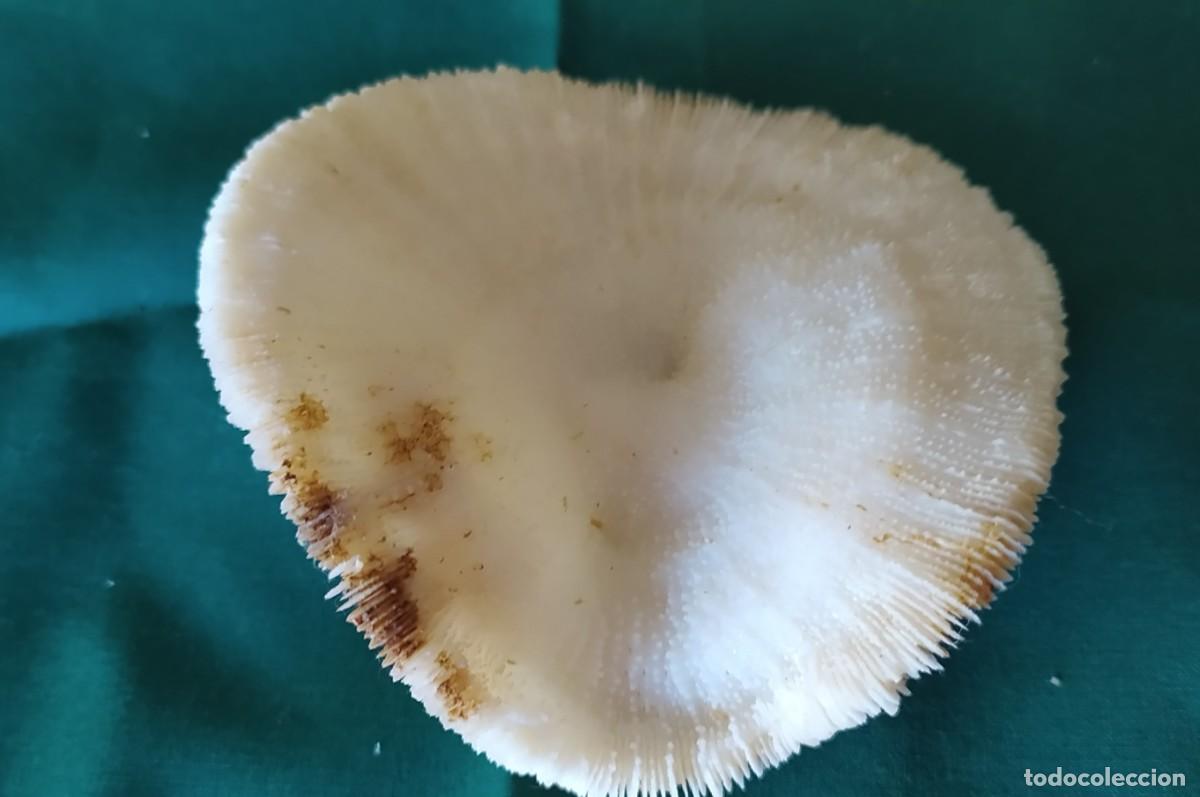 Antig&uuml;edades: Esqueleto de coral natural - Foto 3