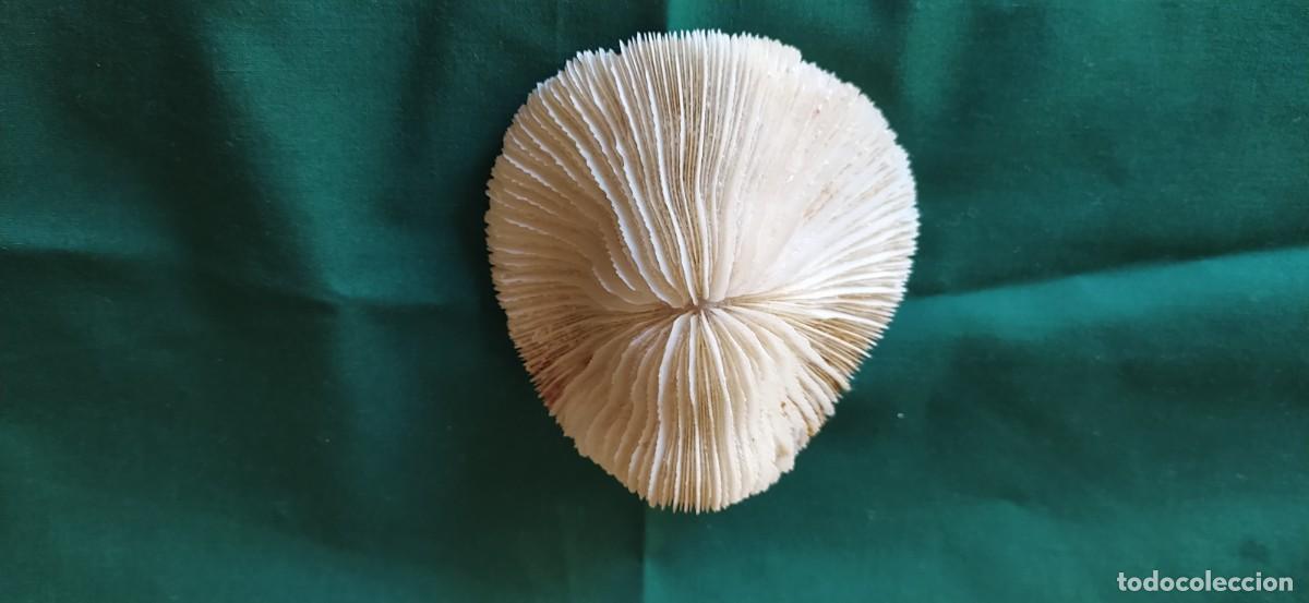 Antig&uuml;edades: Esqueleto de coral natural - Foto 4