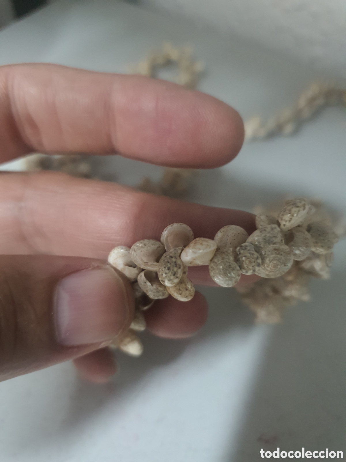 Antig&uuml;edades: Collar realizado en conchas marinas - Foto 2