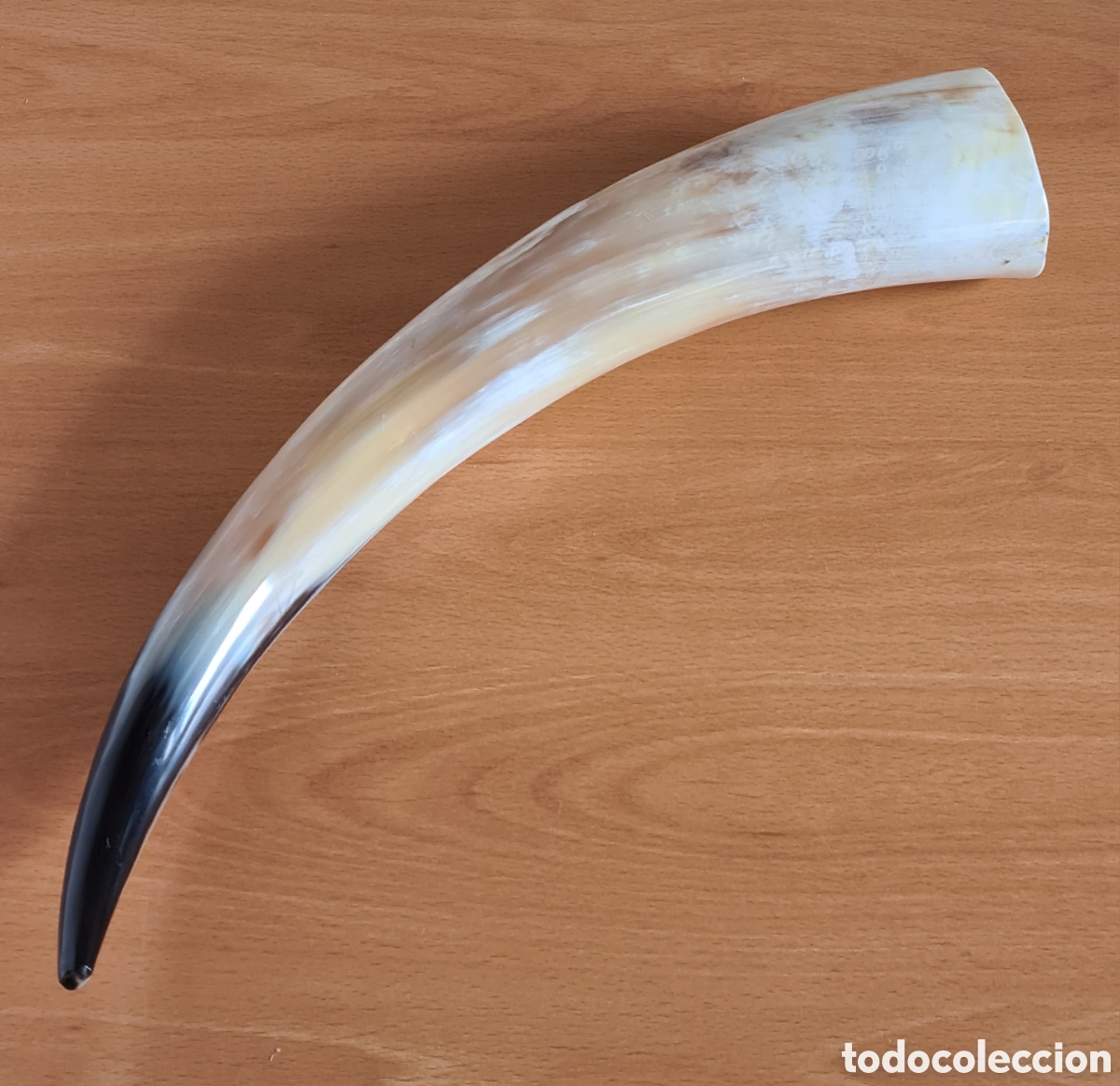 Antig&uuml;edades: Gran Cuerno de Toro - Decoraci&oacute;n R&uacute;stica Caza Taxidermia Copa Vino Asta Pit&oacute;n