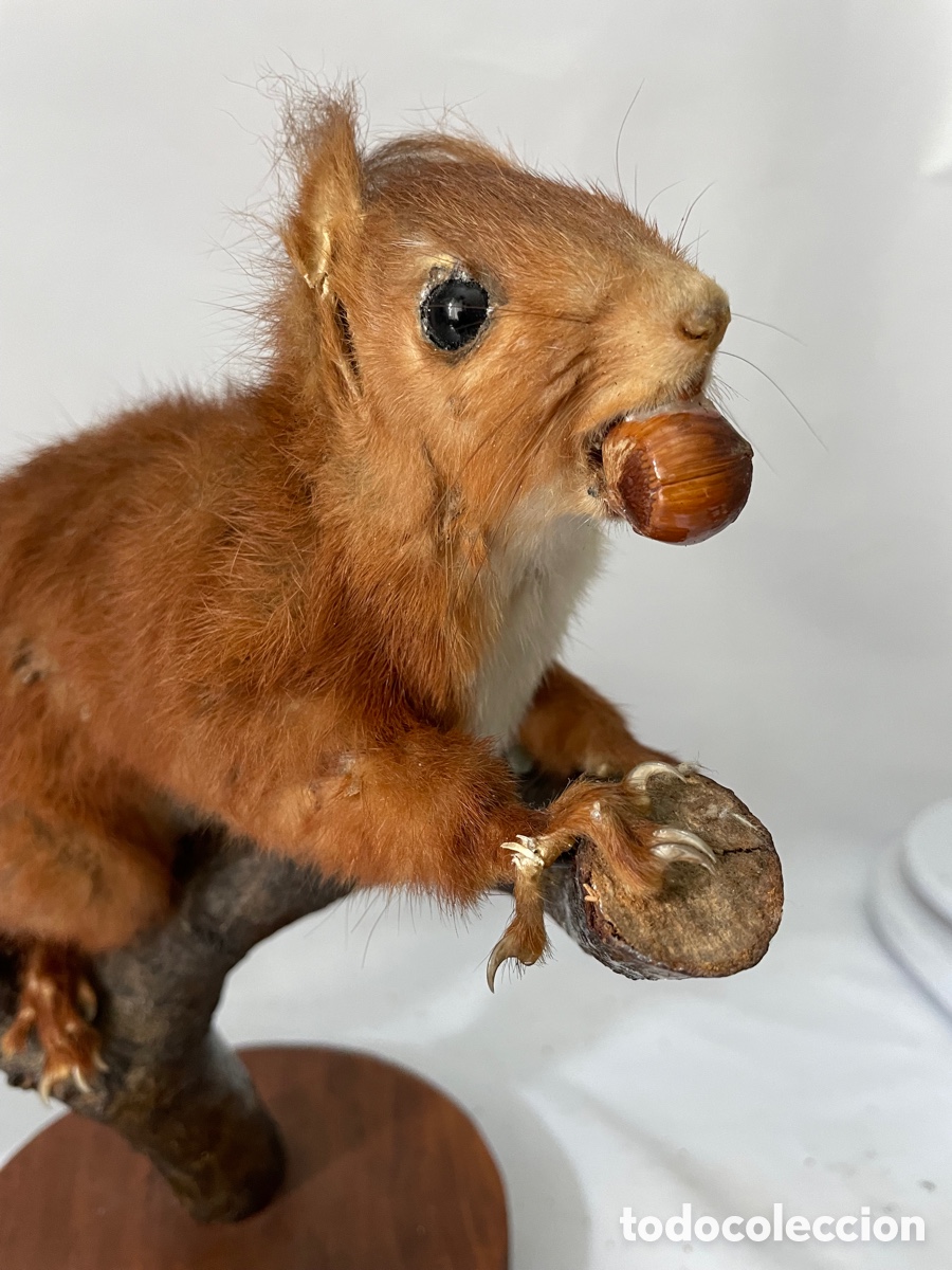 Antig&uuml;edades: ARDILLA DISECADA SOBRE UNA RAMA - Foto 2