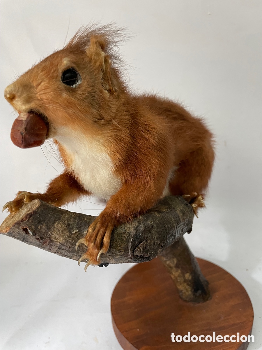 Antig&uuml;edades: ARDILLA DISECADA SOBRE UNA RAMA - Foto 3