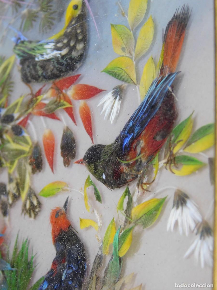 Antig&uuml;edades: CUADRO AVES - PLUMAS NATURALES - Foto 6
