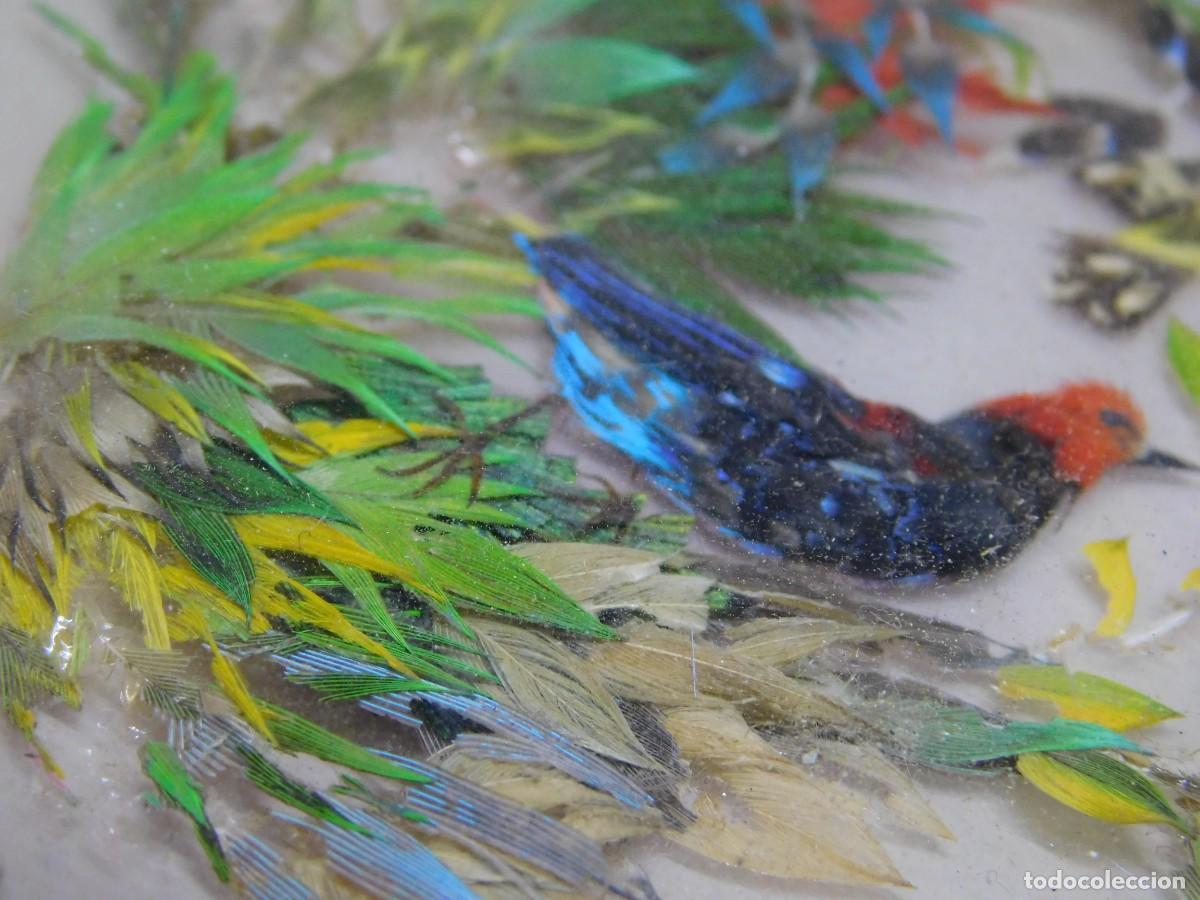 Antig&uuml;edades: CUADRO AVES - PLUMAS NATURALES - Foto 8
