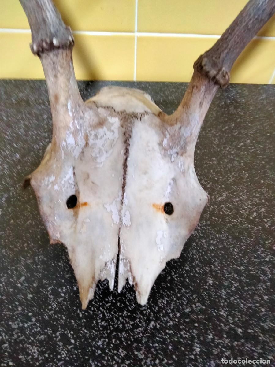Antig&uuml;edades: trofeo de venado - Foto 2
