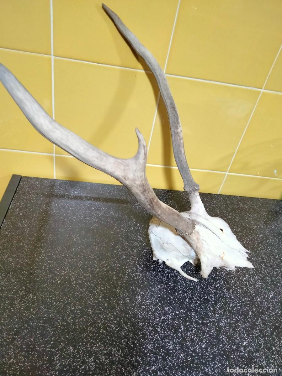Antig&uuml;edades: trofeo de venado - Foto 3