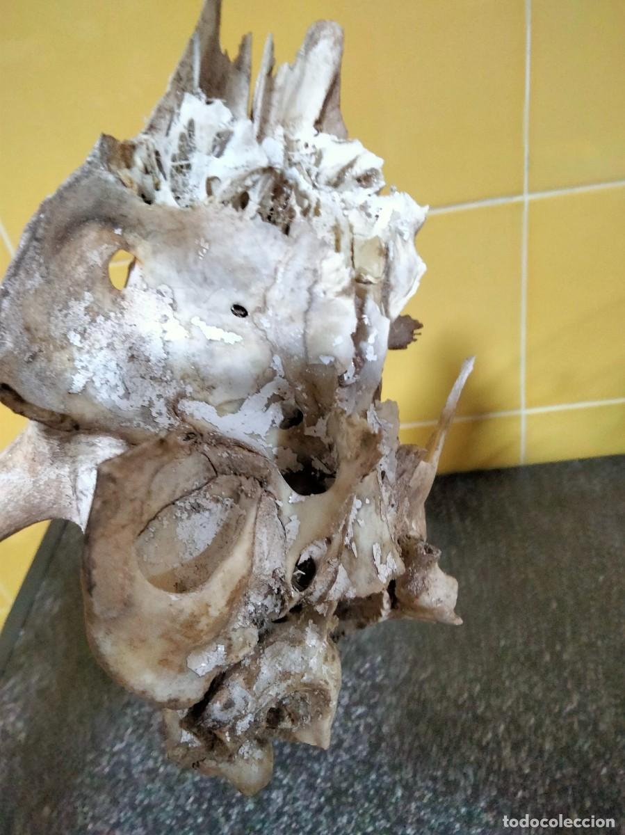Antig&uuml;edades: trofeo de venado - Foto 5