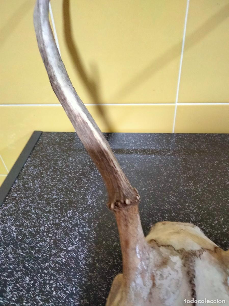 Antig&uuml;edades: trofeo de venado - Foto 6