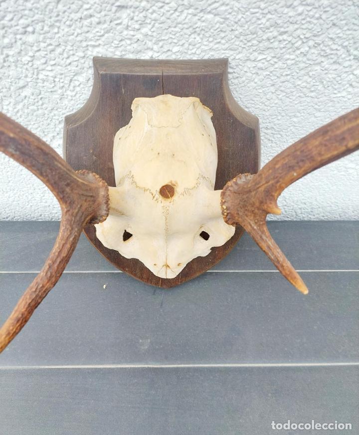 Antig&uuml;edades: CUERNA DE CERVIDO. - Foto 2