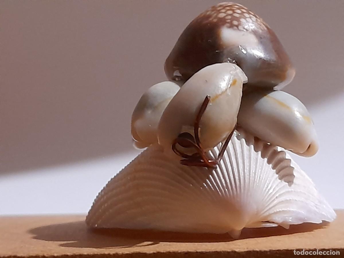 Antiguidades: Tortuga con gafas realizada con conchas marinas