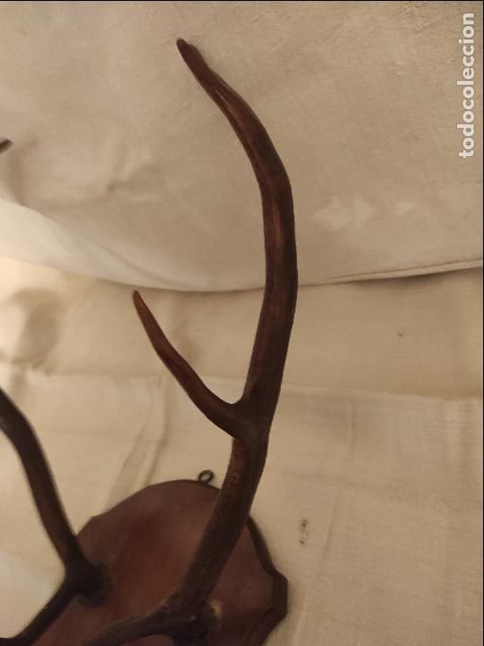 Antig&uuml;edades: cuernos trofeo - Foto 4