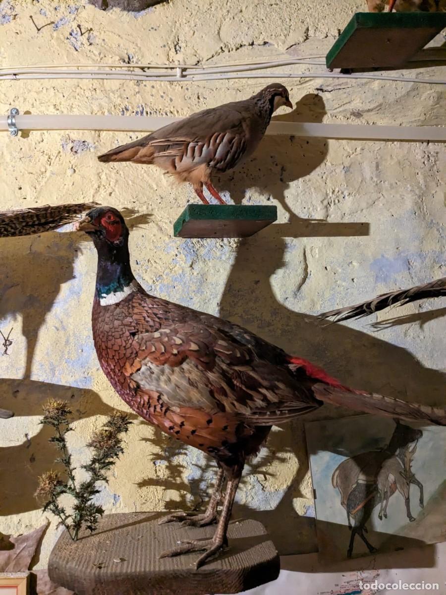 Antig&uuml;edades: Taxidermia varias especies. - Foto 1