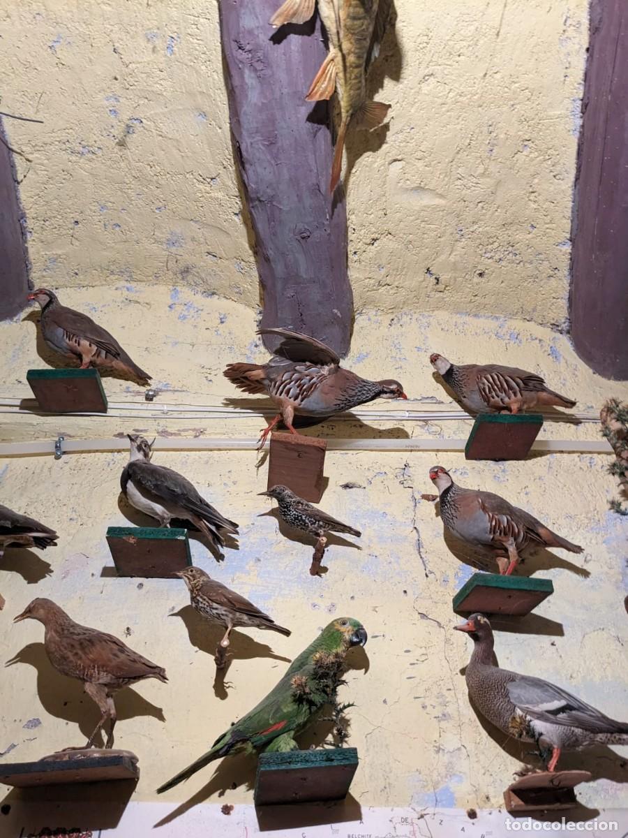 Antig&uuml;edades: Taxidermia varias especies. - Foto 2