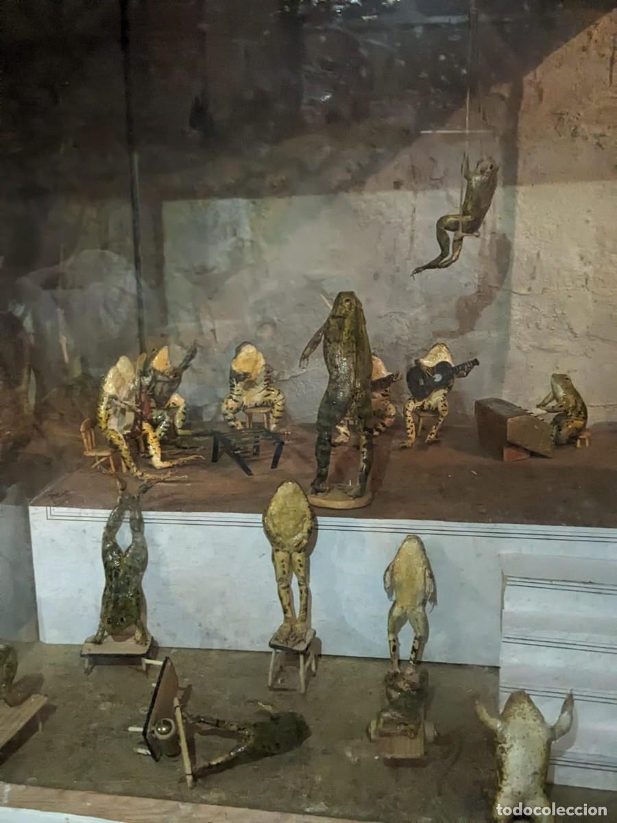 Antig&uuml;edades: Taxidermia varias especies. - Foto 4