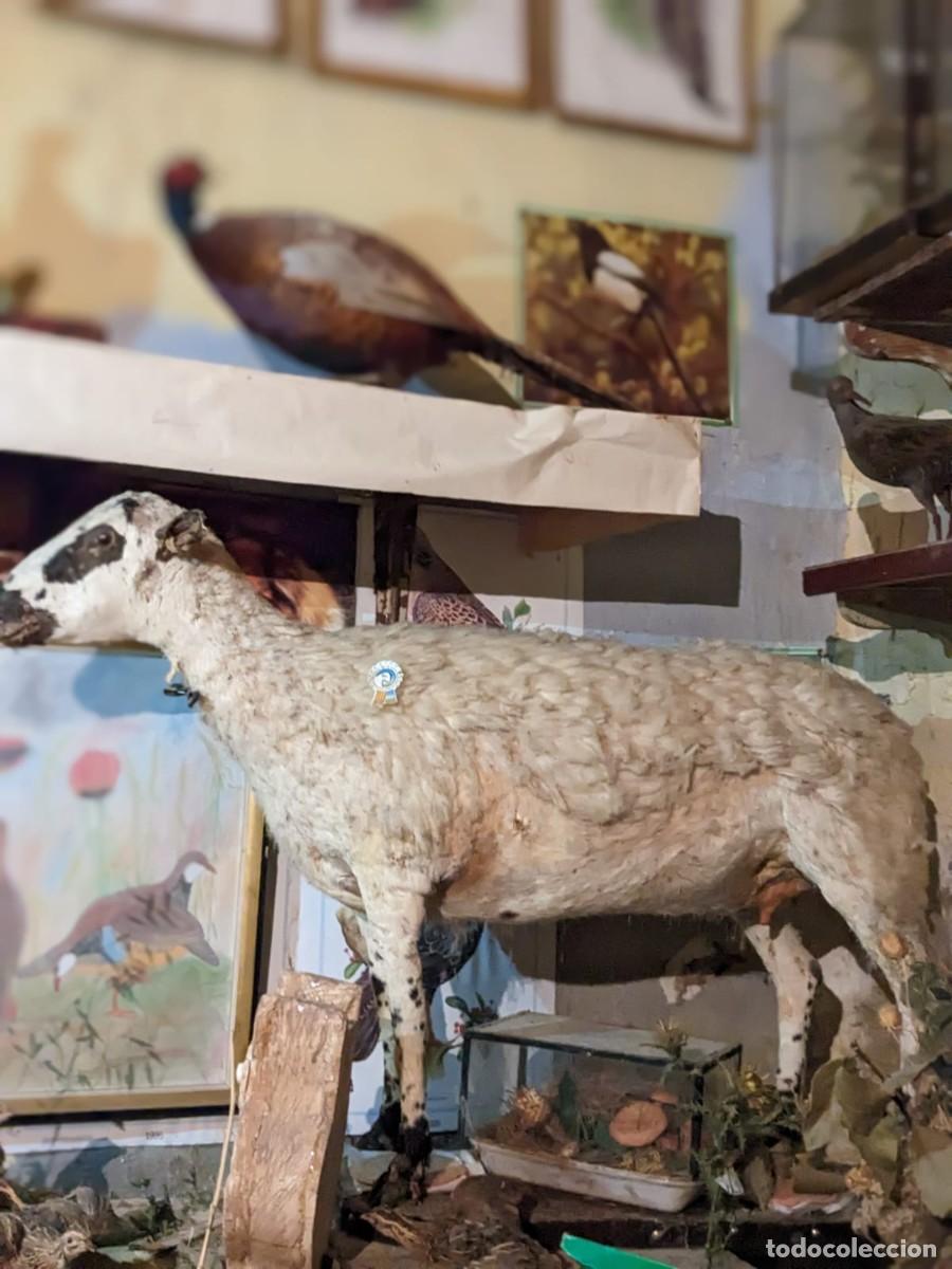 Antig&uuml;edades: Taxidermia varias especies. - Foto 5