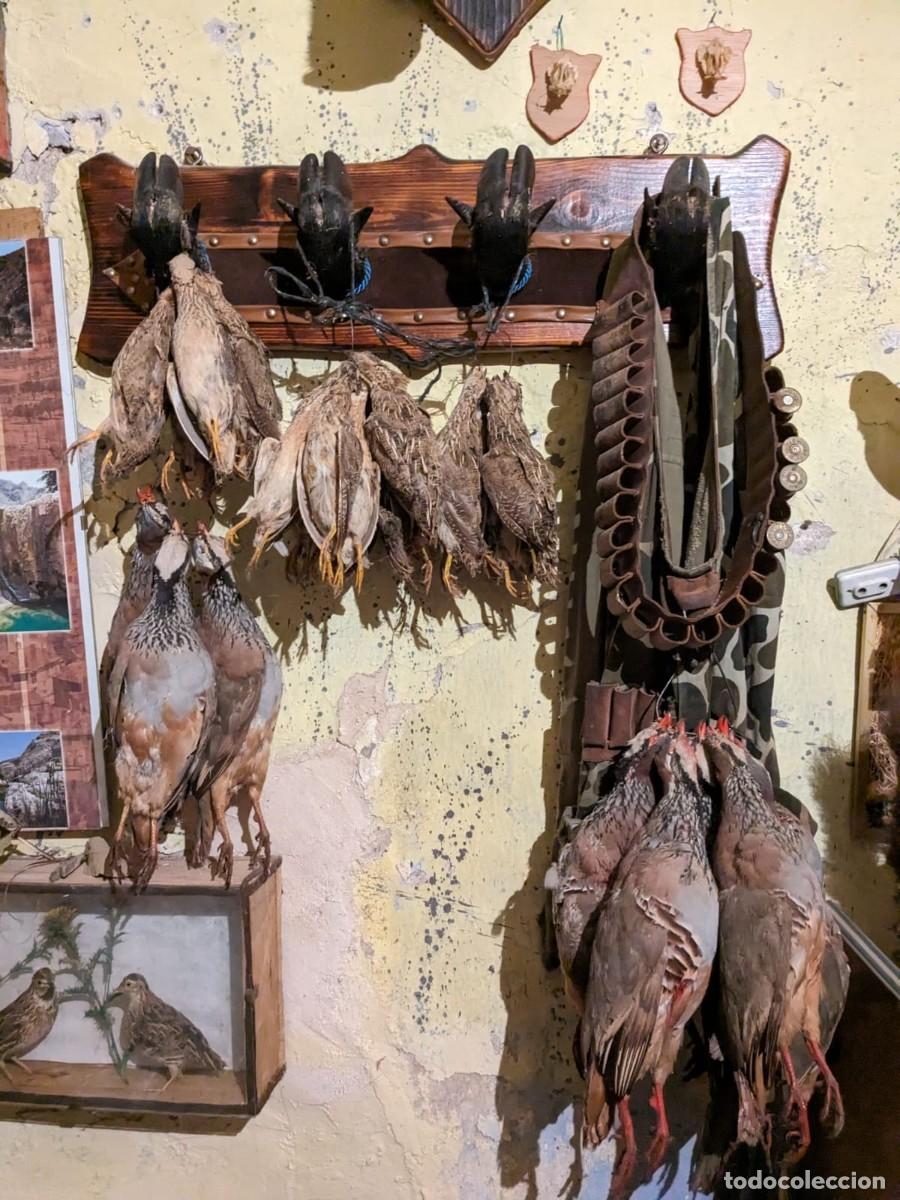 Antig&uuml;edades: Taxidermia varias especies. - Foto 6
