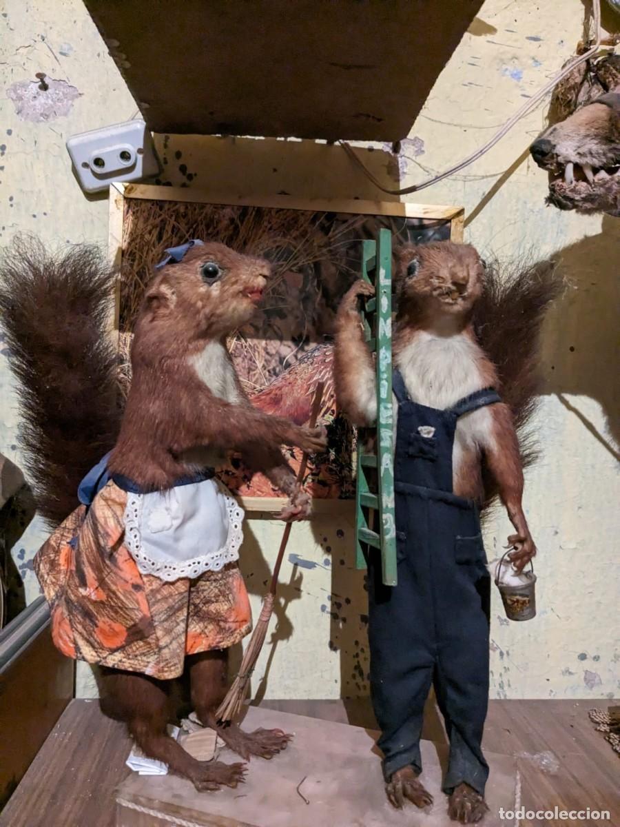 Antig&uuml;edades: Taxidermia varias especies. - Foto 7
