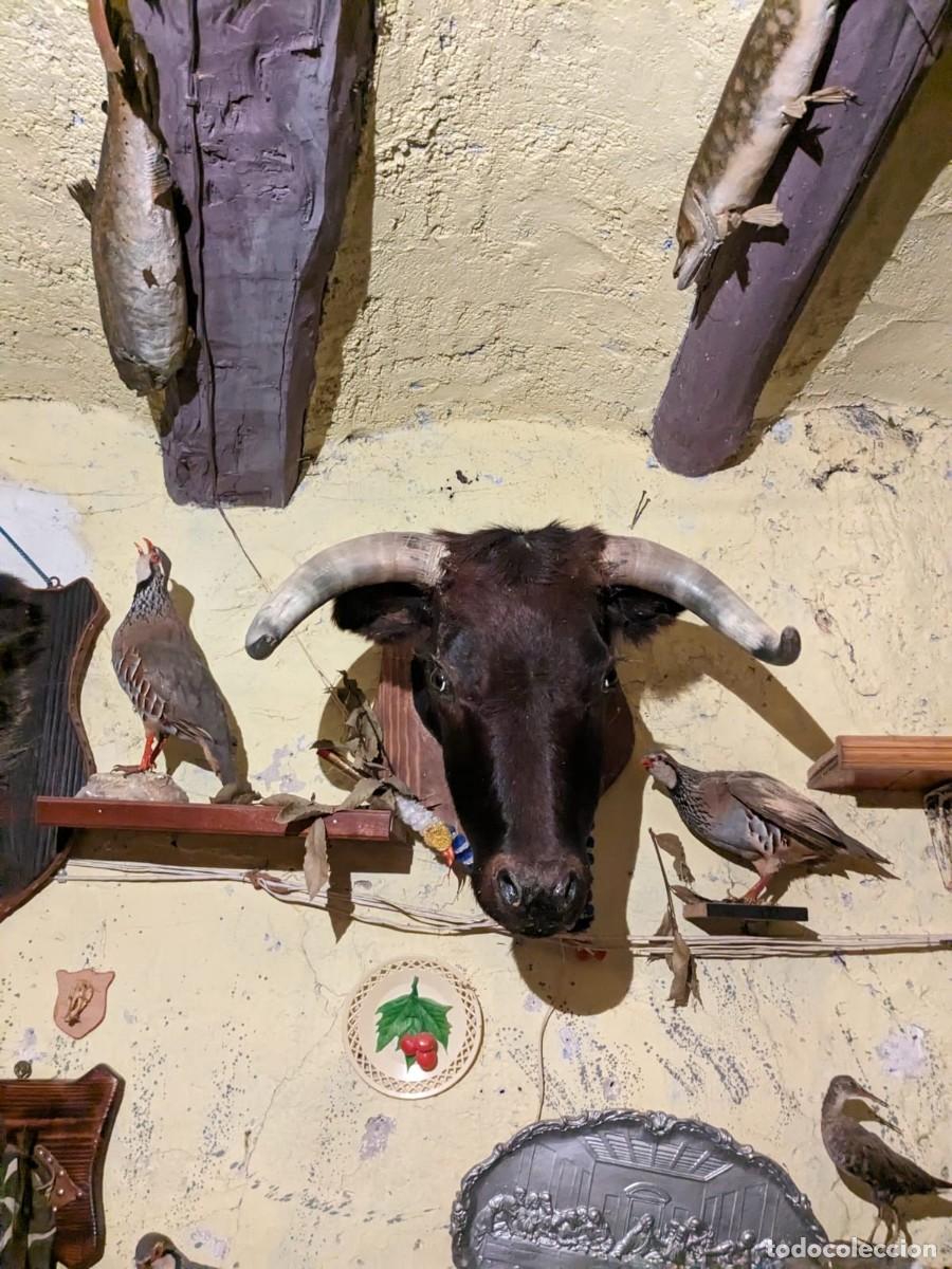 Antig&uuml;edades: Taxidermia varias especies. - Foto 8