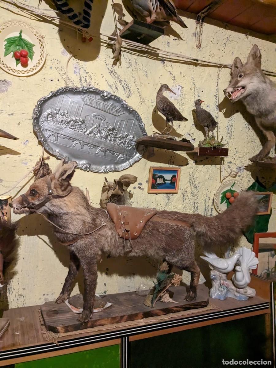 Antig&uuml;edades: Taxidermia varias especies. - Foto 9