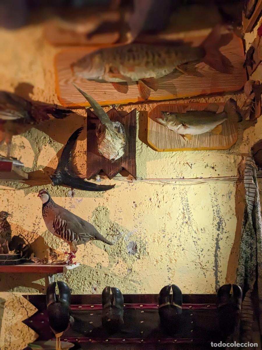 Antig&uuml;edades: Taxidermia varias especies. - Foto 11