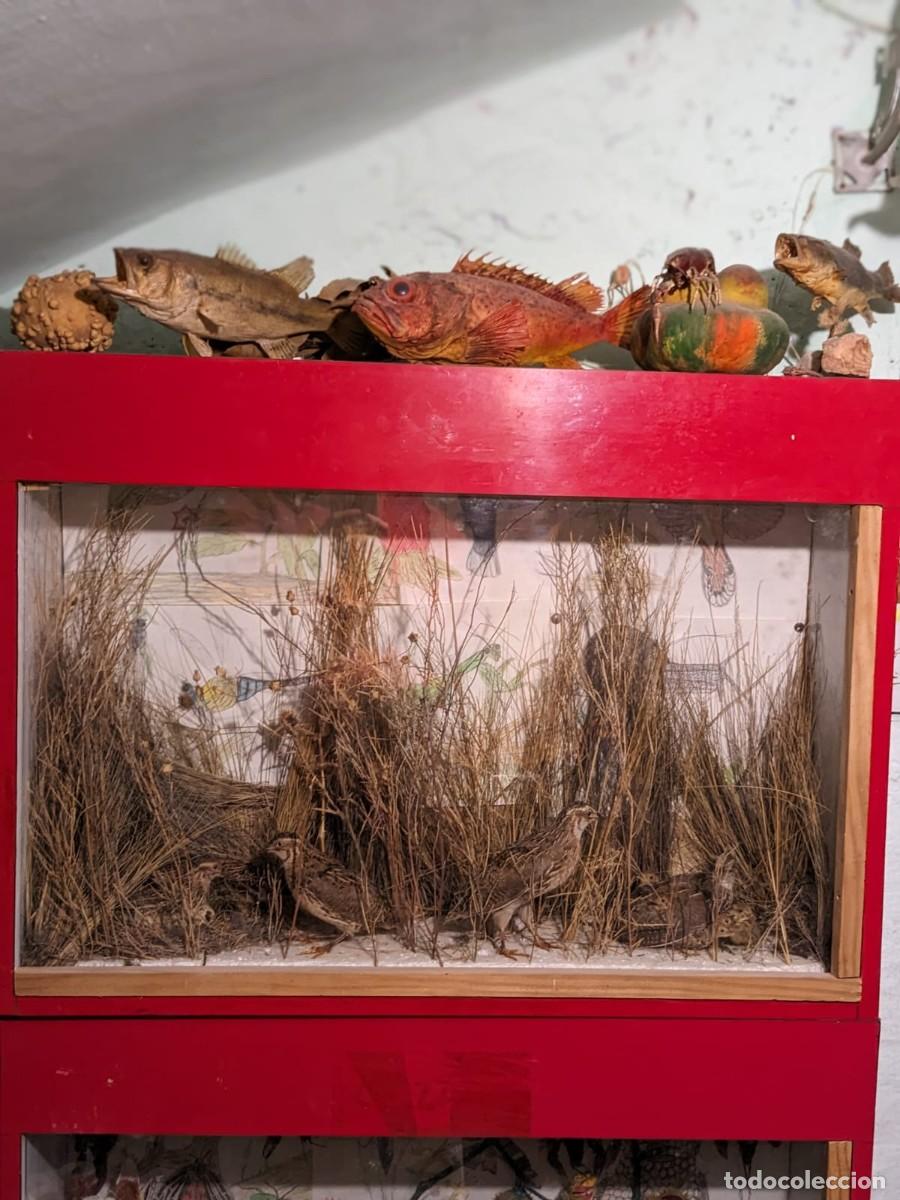 Antig&uuml;edades: Taxidermia varias especies. - Foto 12