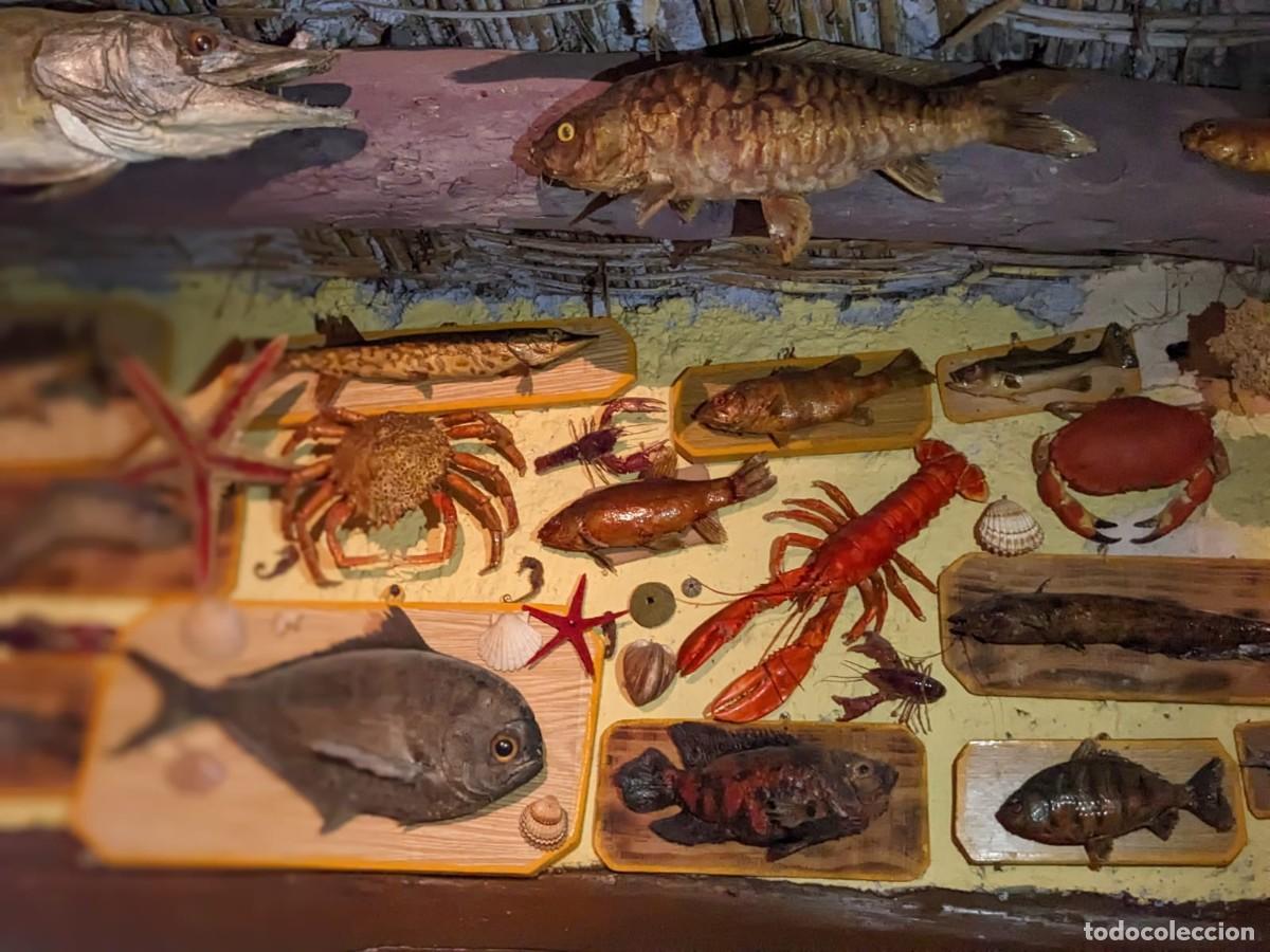 Antig&uuml;edades: Taxidermia varias especies. - Foto 13