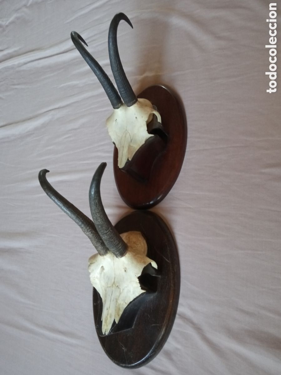 Antig&uuml;edades: Trofeo de caza - Foto 2