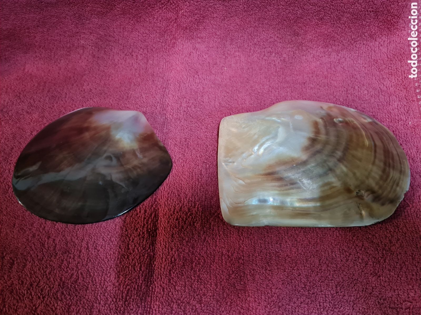 Antig&uuml;edades: Conchas de nacar de bautismo siglo 19 - Foto 2