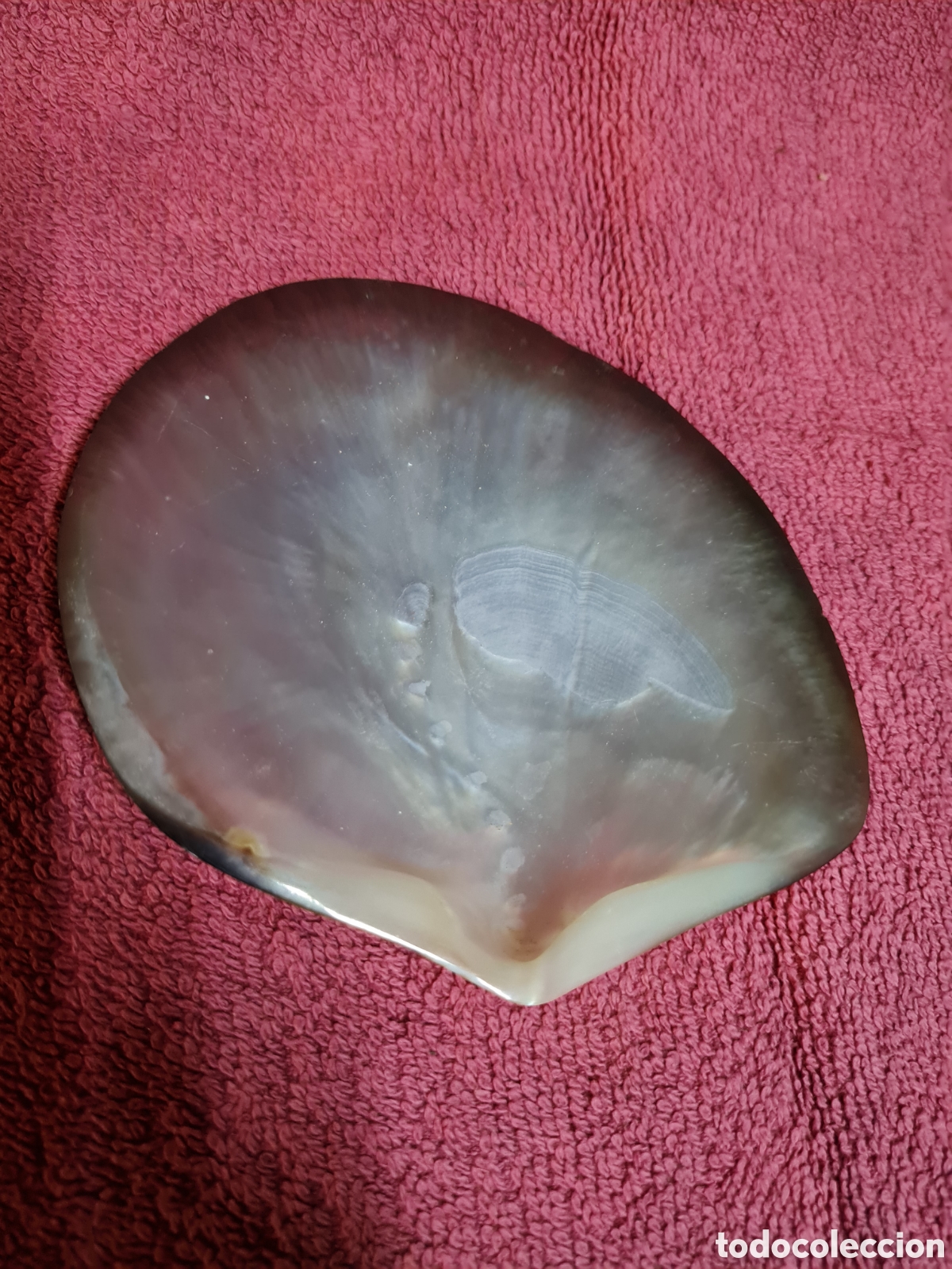 Antig&uuml;edades: Conchas de nacar de bautismo siglo 19 - Foto 6