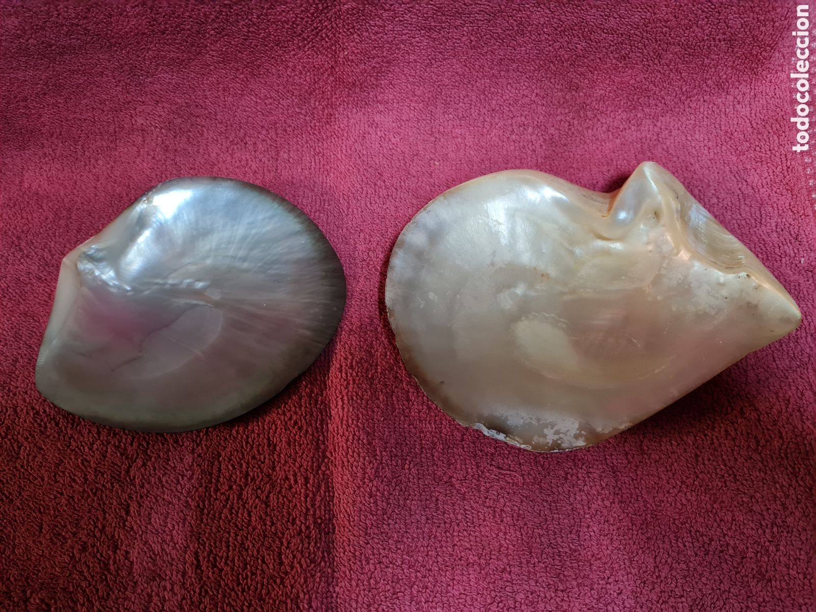 Antig&uuml;edades: Conchas de nacar de bautismo siglo 19 - Foto 1