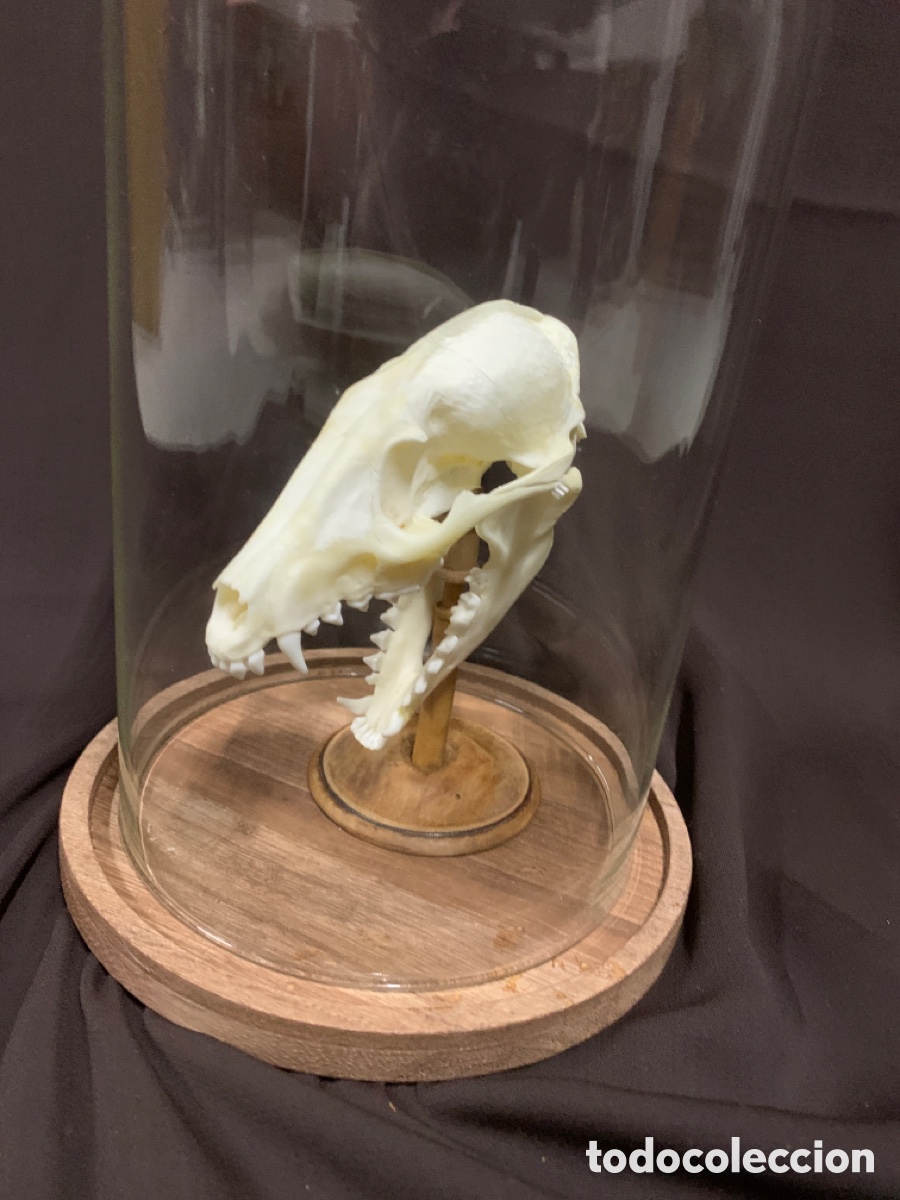 Cránneo Animal Real Colección Taxidermia - Especimen único (gato, Perro O Zorro), Decoración Natural
