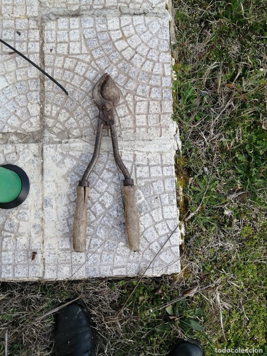 Antig&uuml;edades: antiguas tijeras de podar - Foto 1