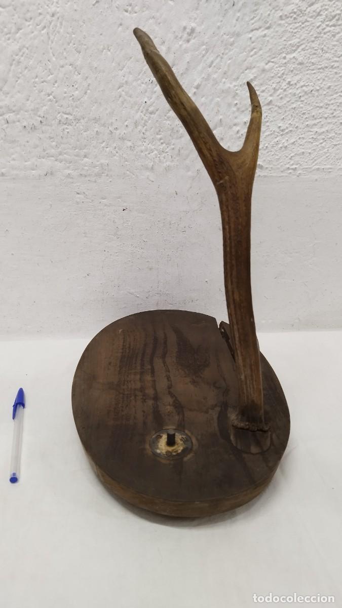 Antig&uuml;edades: Antigua cornamenta,de principios SG.XX - Foto 2