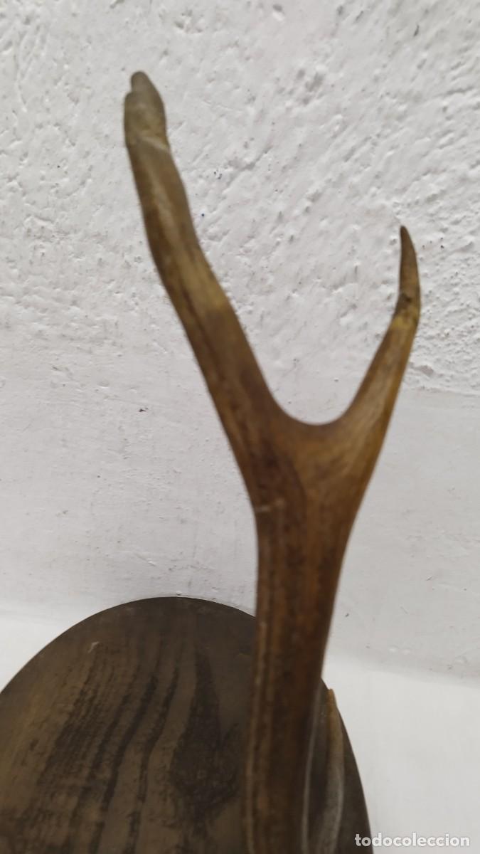 Antig&uuml;edades: Antigua cornamenta,de principios SG.XX - Foto 3