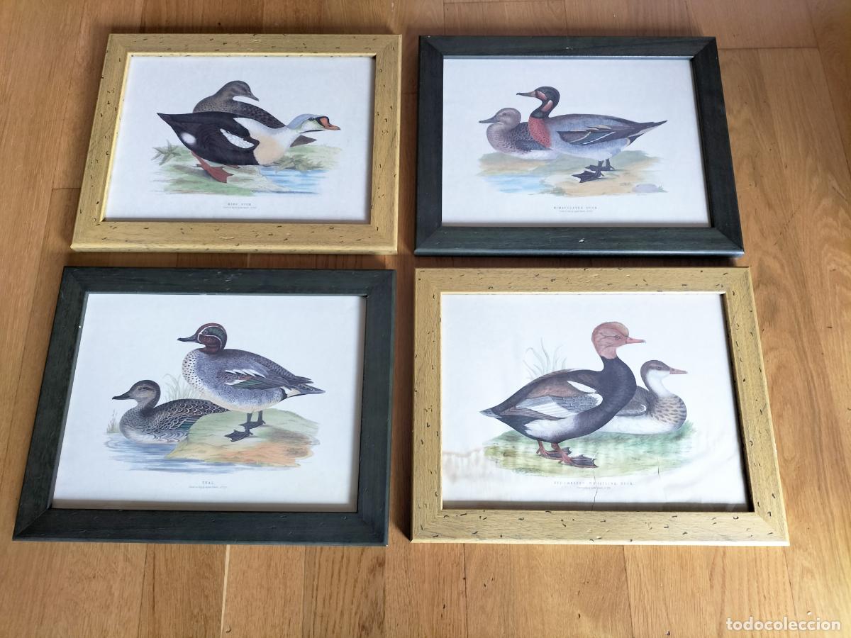 Antig&uuml;edades: 4 CUADROS ANTIGUOS CON LAMINAS DE GRABADOS DE PATOS 47 X 37 CM.