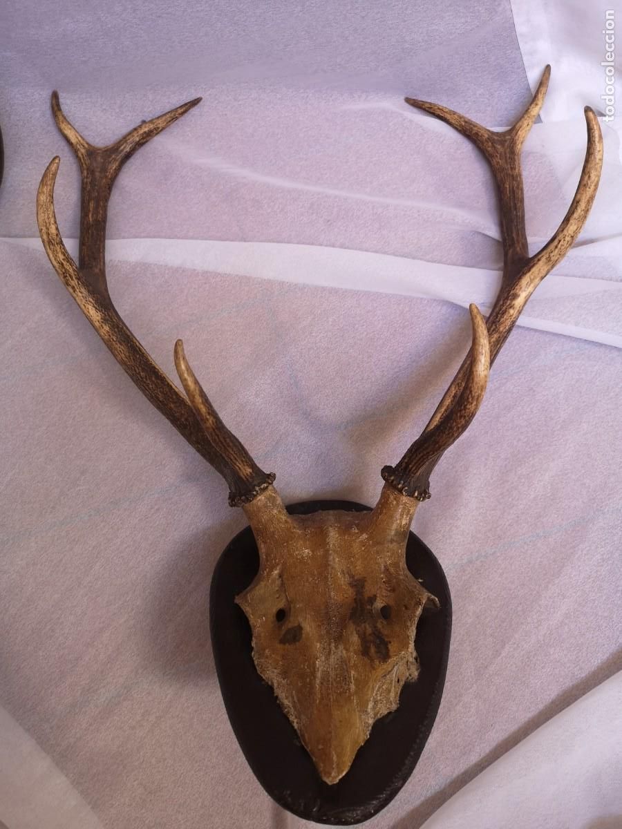 Antiques: Trofeo de Caza: Cuernos y craneo de Ciervo de 8 puntas