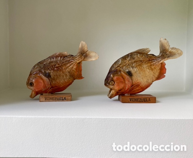 Antig&uuml;edades: Pira&ntilde;as disecadas del Amazonas - Foto 1