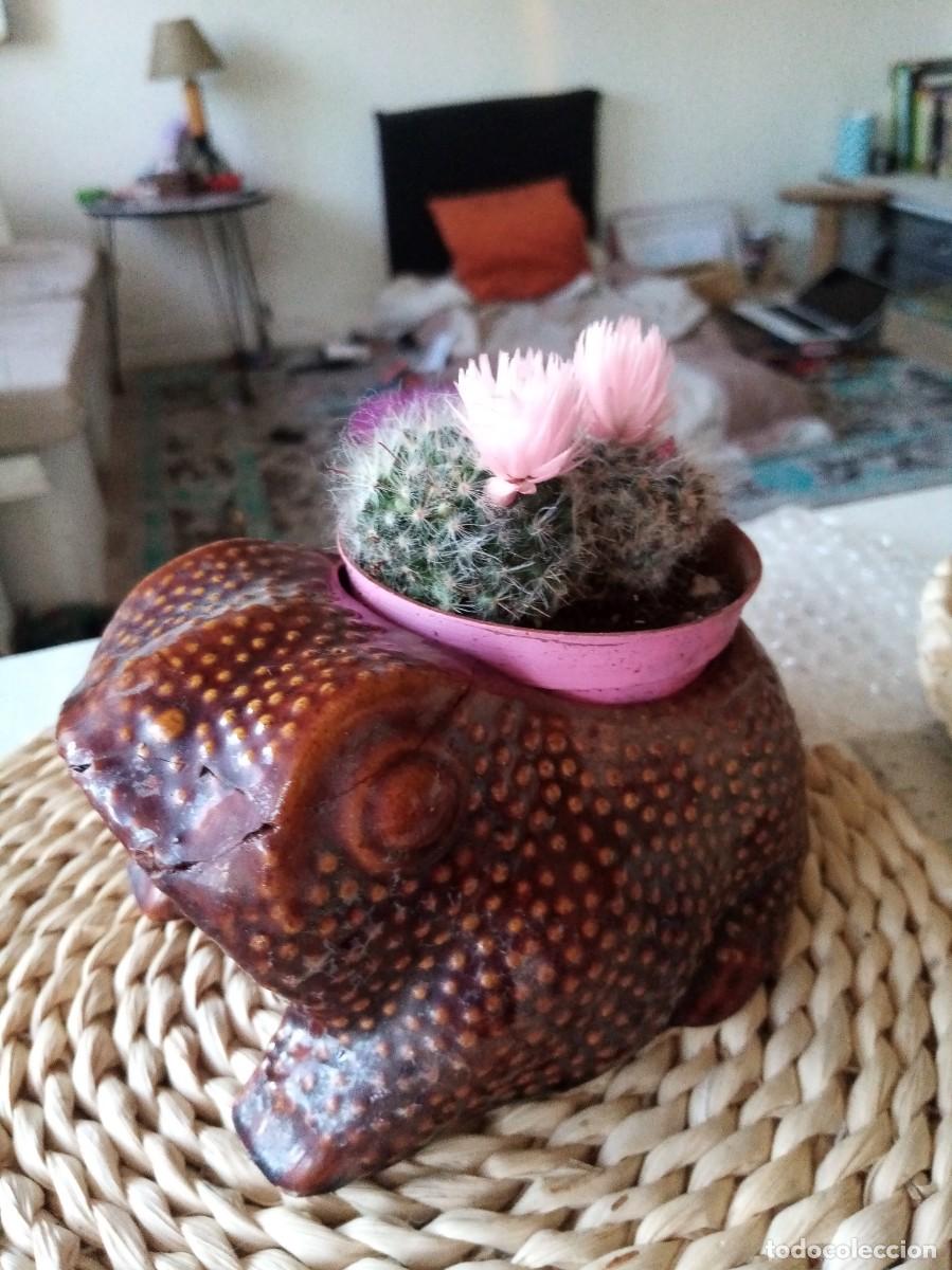 Antig&uuml;edades: Macetero sapo Ceramica para cactus - Foto 1