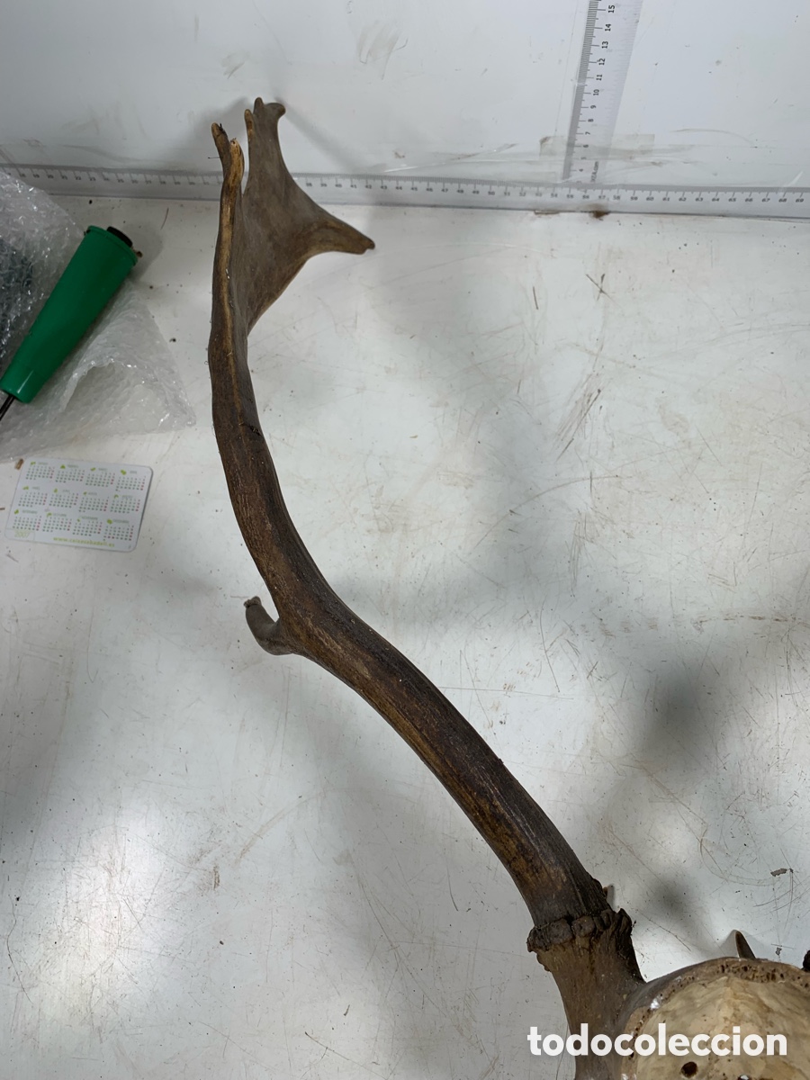Antig&uuml;edades: 01_ CUERNA TROFEO CIERVO VENADO - Foto 10