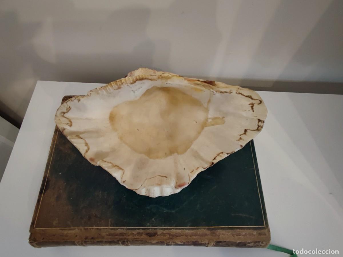Antig&uuml;edades: ANTIGUA BENDITERA CONCHAS - Foto 3