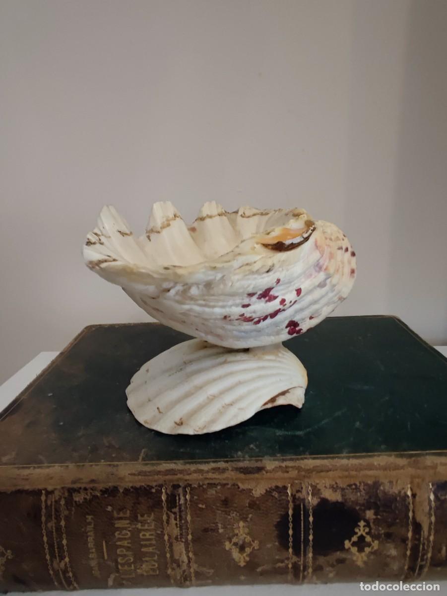 Antig&uuml;edades: ANTIGUA BENDITERA CONCHAS - Foto 5