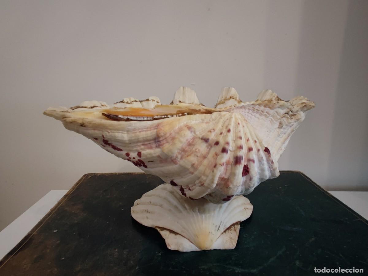 Antig&uuml;edades: ANTIGUA BENDITERA CONCHAS - Foto 6