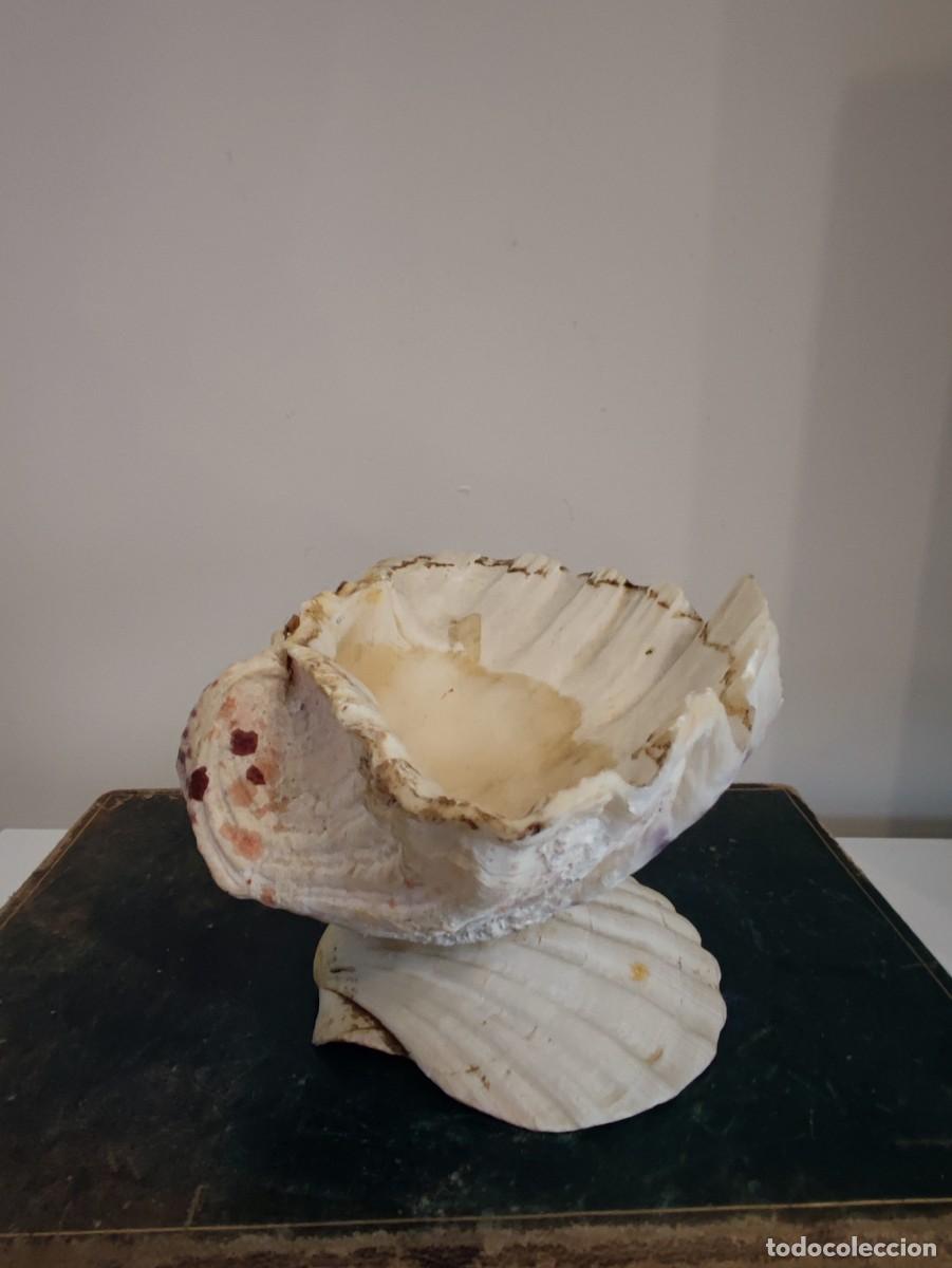 Antig&uuml;edades: ANTIGUA BENDITERA CONCHAS - Foto 7