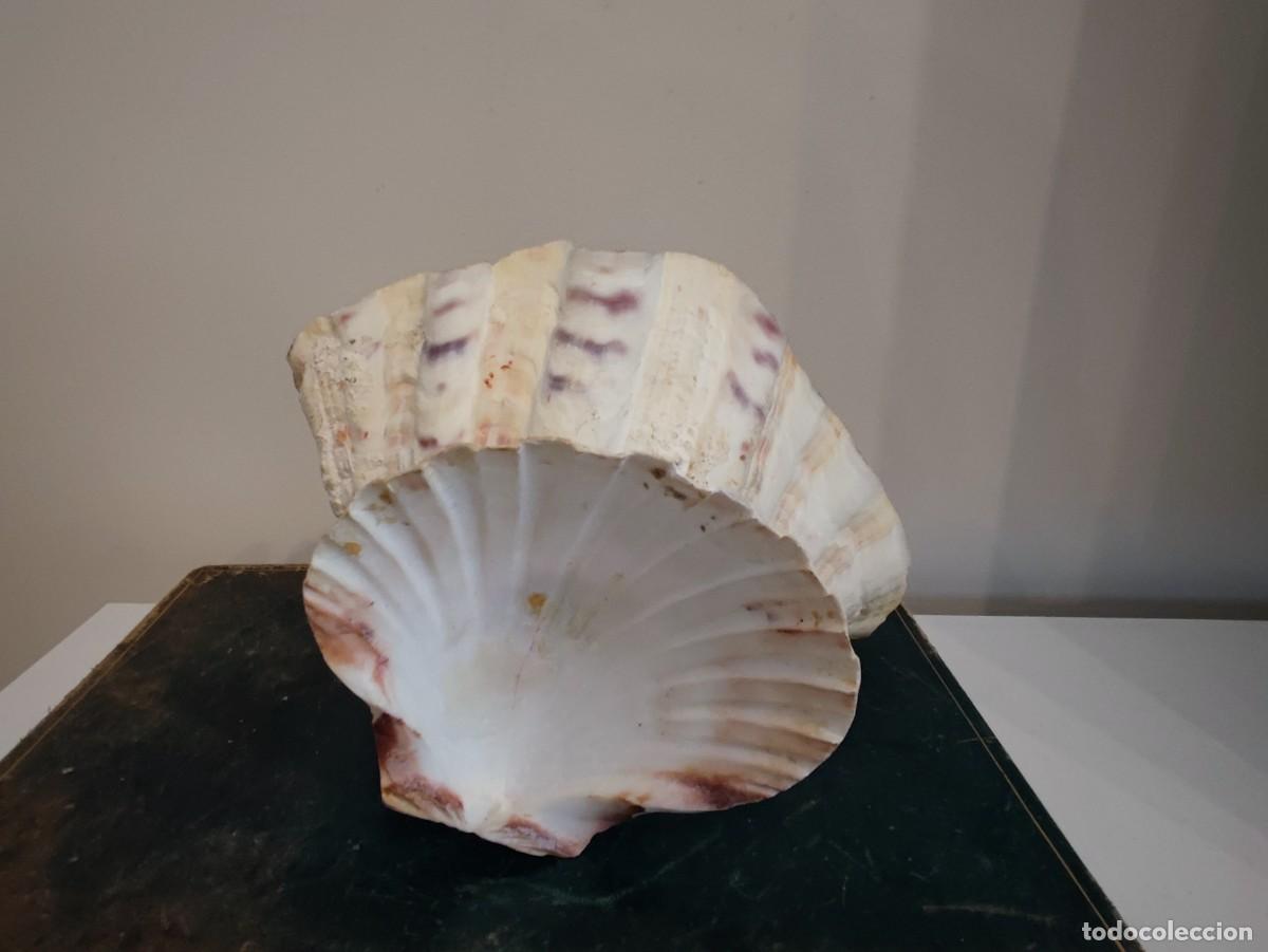 Antig&uuml;edades: ANTIGUA BENDITERA CONCHAS - Foto 8