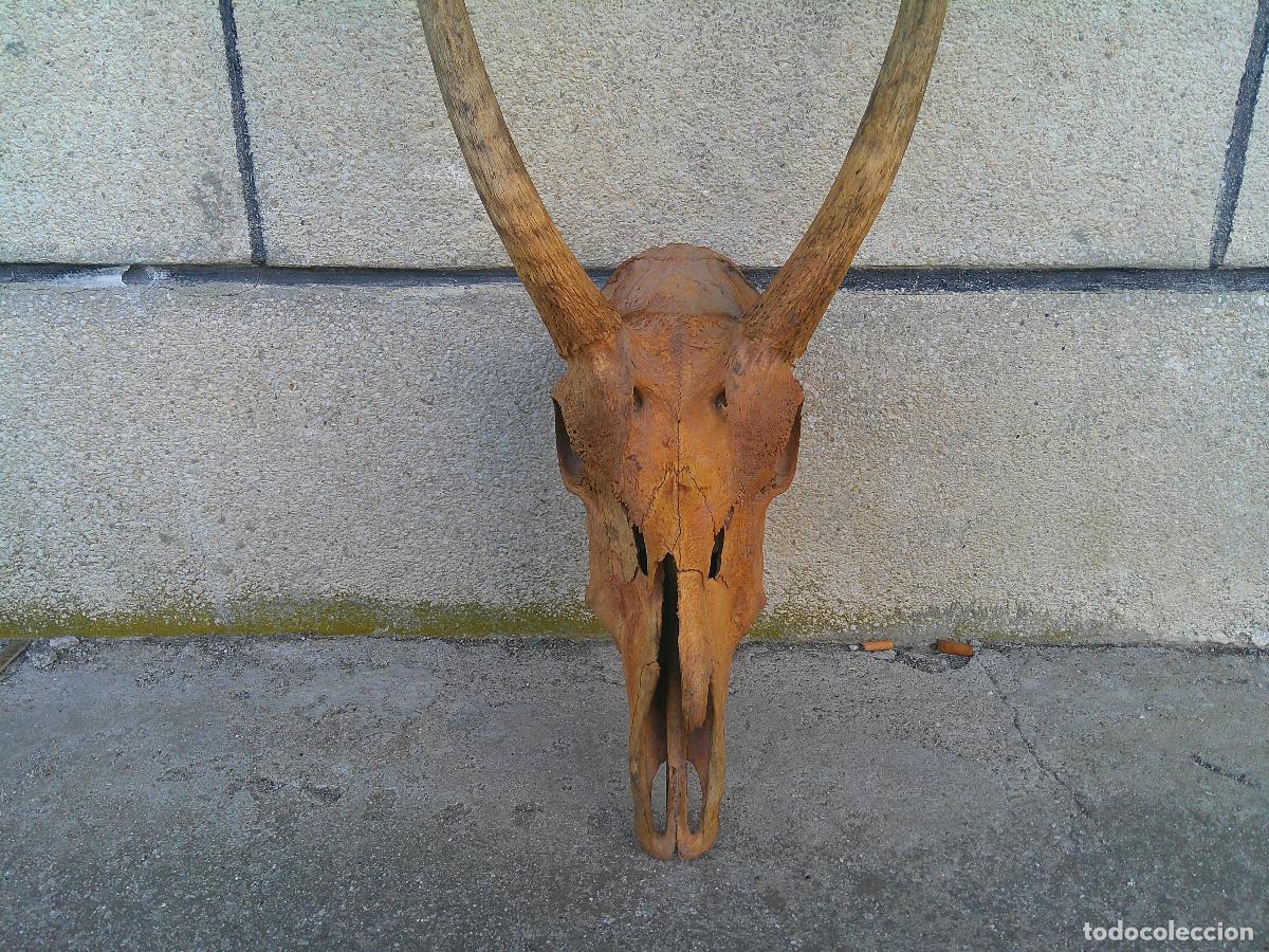 Antig&uuml;edades: TROFEO DE CAZA GRANDE , VER - Foto 3