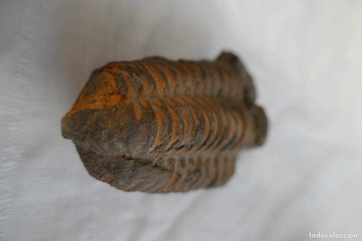 Antig&uuml;edades: Fosil Trilobite en piedra - Foto 2