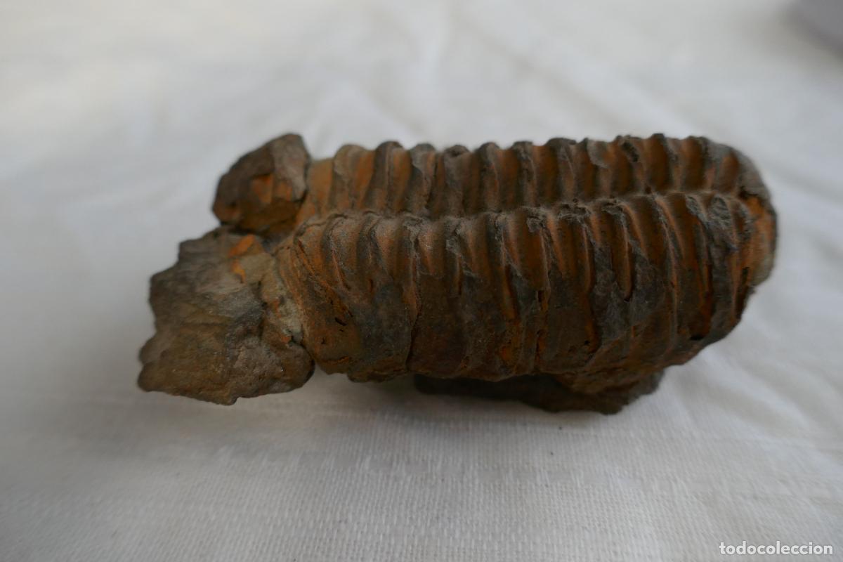 Antig&uuml;edades: Fosil Trilobite en piedra - Foto 3